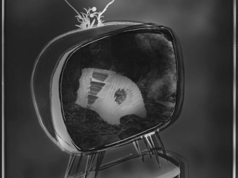 Changing Channels - Scratchy Pooch (Photogram & Darkroom Collage)